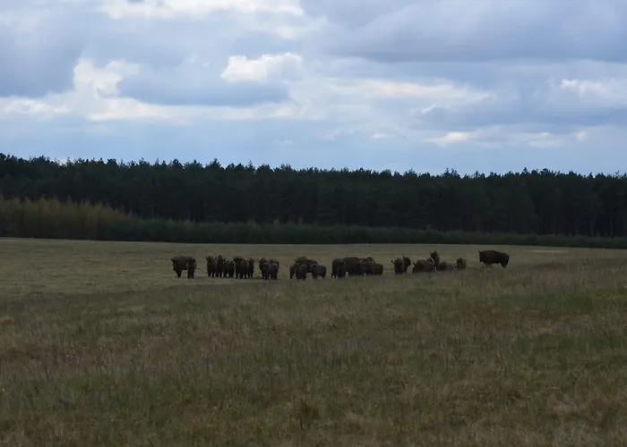 Palac Mysliwski Orle Solutions Bed and breakfast 4*